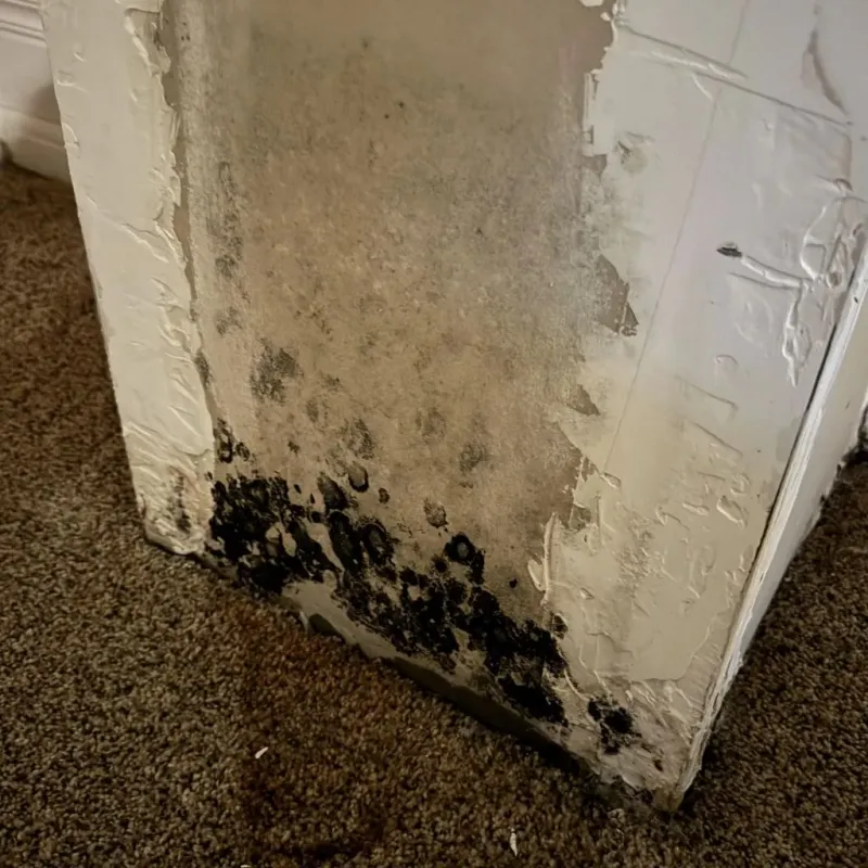 Professional Mold Removal in Sandy, OR